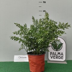 Bloemen-flowers Ruscus aculeatus - Muizedoorn