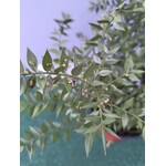 Bloemen-flowers Ruscus aculeatus - Muizedoorn