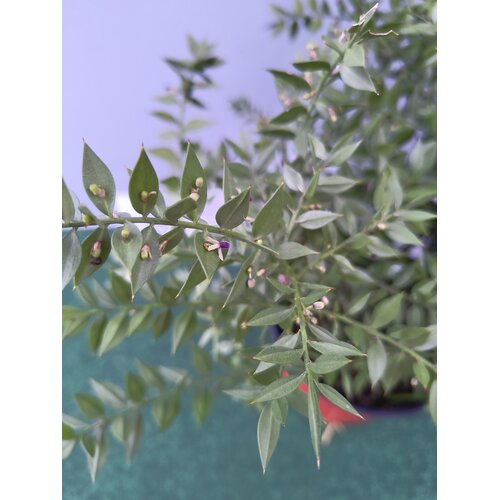 Bloemen-flowers Ruscus aculeatus - Muizedoorn