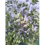 Bloemen-flowers Ruscus aculeatus - Fragon petit-houx