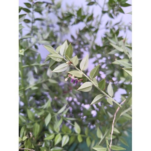 Bloemen-flowers Ruscus aculeatus - Muizedoorn