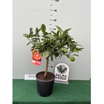 Eetbare tuin-edible garden Citrus sinensis - Sinaasappelboom
