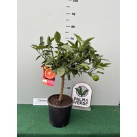 Eetbare tuin-edible garden Citrus sinensis - Sinaasappelboom
