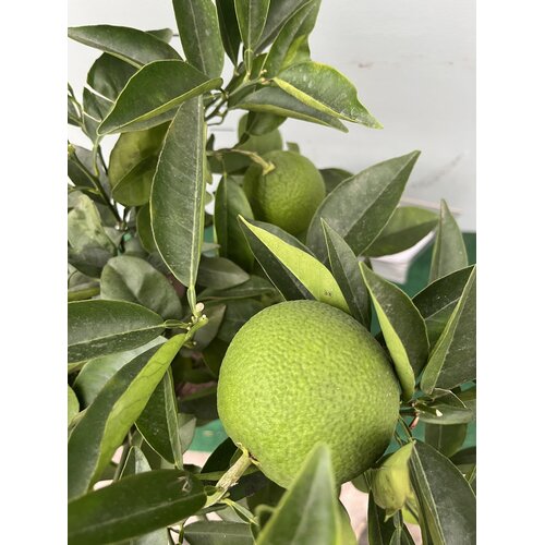 Eetbare tuin-edible garden Citrus sinensis - Sinaasappelboom