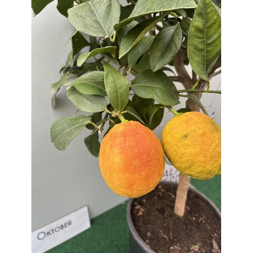 Eetbare tuin-edible garden Citrus limon Rosso - Bloedcitroen