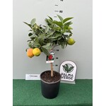 Eetbare tuin-edible garden Citrus limon Rosso - Bloedcitroen
