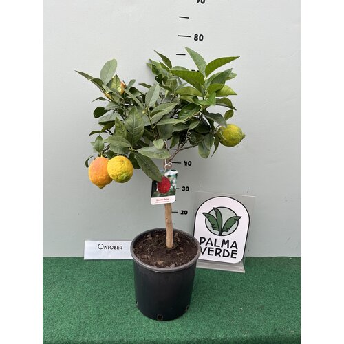 Eetbare tuin-edible garden Citrus limon Rosso - Blood lemon