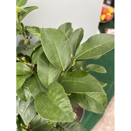 Eetbare tuin-edible garden Citrus bergamot - Citrus bergamia