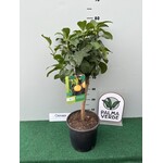 Eetbare tuin-edible garden Citrus bergamot - Citrus bergamia