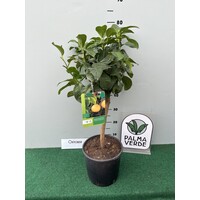 Eetbare tuin-edible garden Citrus bergamot - Argrumes bergamotier