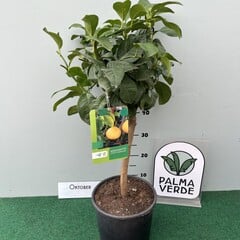 Eetbare tuin-edible garden Citrus bergamot - Agrumes bergamotier