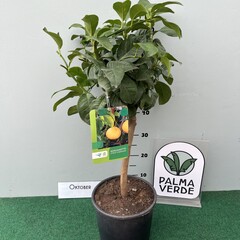 Eetbare tuin-edible garden Citrus bergamot - Citrus bergamia