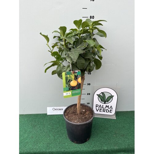 Eetbare tuin-edible garden Citrus bergamot - Argrumes bergamotier