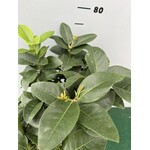 Eetbare tuin-edible garden Citrus sfusato Amalfitano - Amalfi Citroen