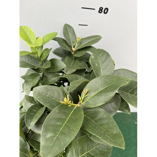 Eetbare tuin-edible garden Citrus sfusato Amalfitano - Amalfi Citroen