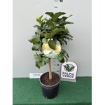 Eetbare tuin-edible garden Citrus sfusato Amalfitano - Amalfi Citroen