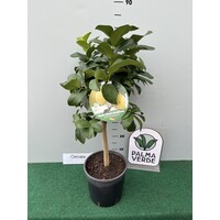 Eetbare tuin-edible garden Citrus sfusato Amalfitano - Amalfi Citroen