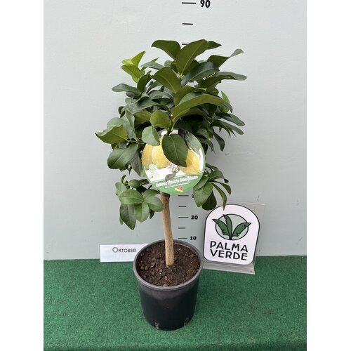 Eetbare tuin-edible garden Citrus sfusato Amalfitano - Amalfi Citroen