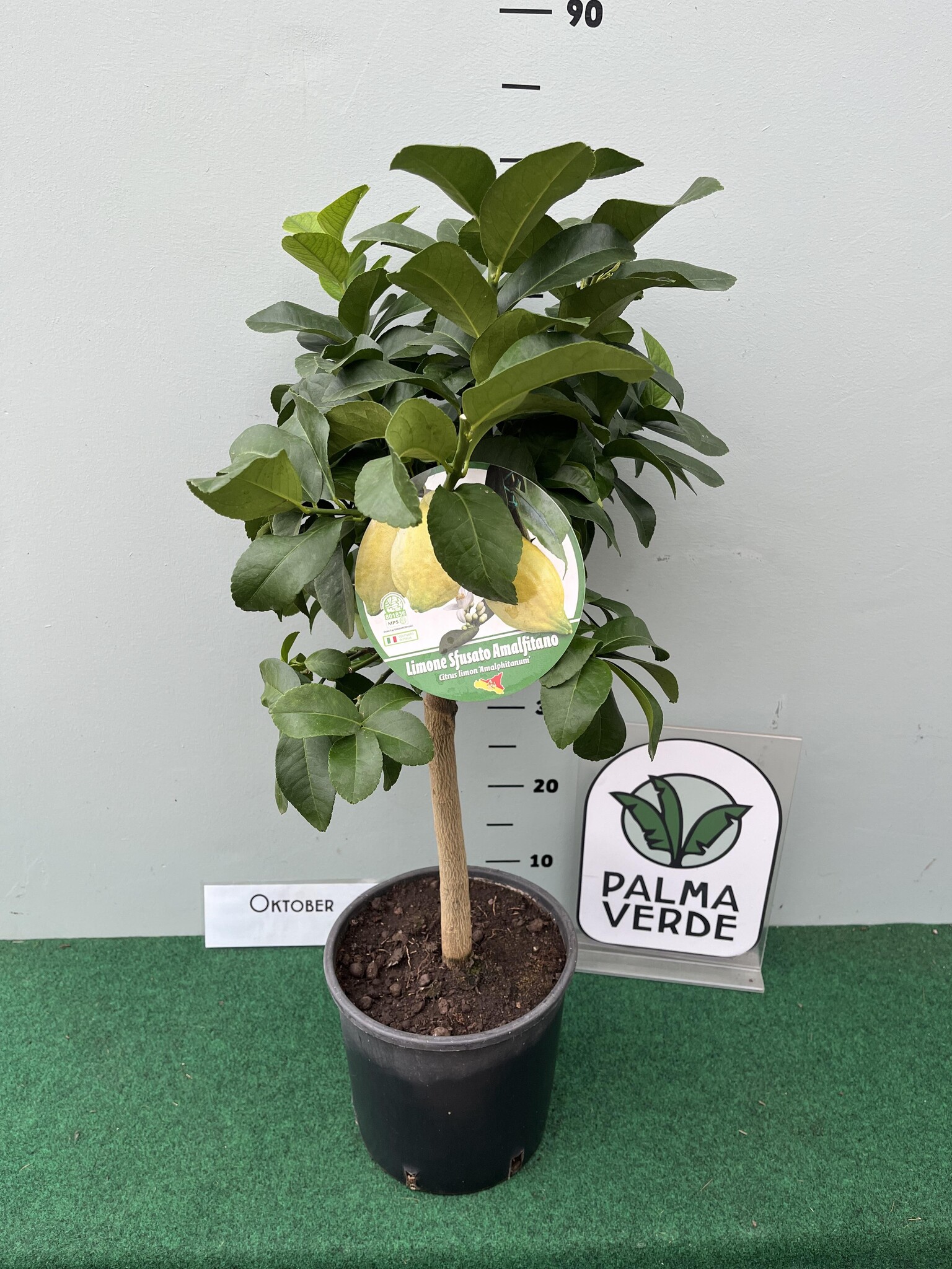 Citrus sfusato Amalfitano - Amalfi Lemon - Palma Verde Exoten