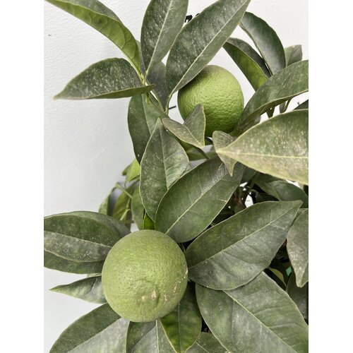 Eetbare tuin-edible garden Citrus Arancio Rosso - Blood Orange