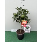 Eetbare tuin-edible garden Citrus Arancio Rosso - Blood Orange