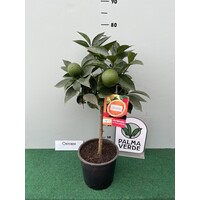 Eetbare tuin-edible garden Citrus Arancio Rosso - Blood Orange