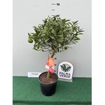 Eetbare tuin-edible garden Citrus reticulata - Mandarine