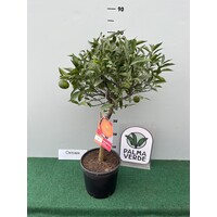 Eetbare tuin-edible garden Citrus reticulata - Mandarine