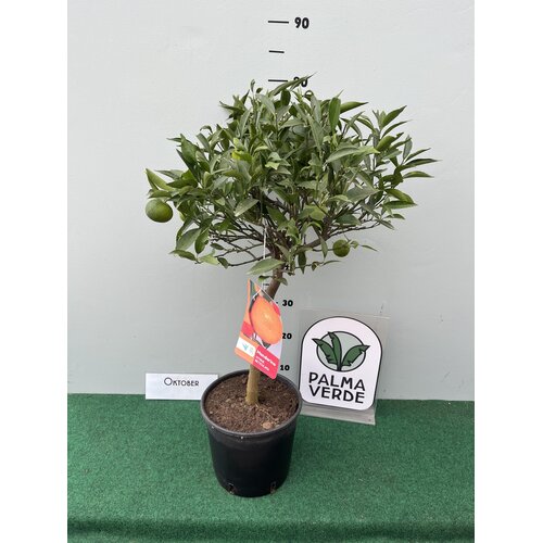 Eetbare tuin-edible garden Citrus reticulata - Mandarine