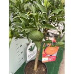 Eetbare tuin-edible garden Citrus reticulata - Mandarine