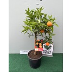 Eetbare tuin-edible garden Citrus clementina - Clementineboom