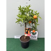 Eetbare tuin-edible garden Citrus clementina - Agrumes Clémentine