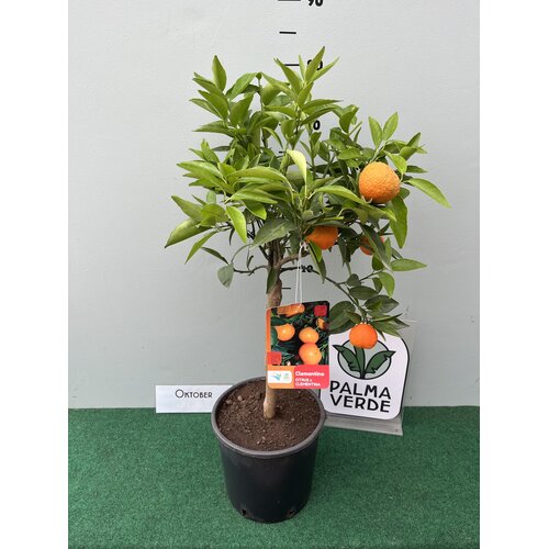 Eetbare tuin-edible garden Citrus clementina - Agrumes Clémentine