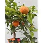 Eetbare tuin-edible garden Citrus clementina - Clementineboom