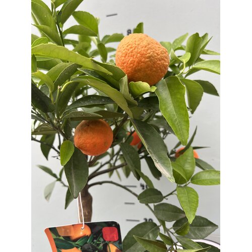 Eetbare tuin-edible garden Citrus clementina - Clementineboom