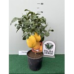 Eetbare tuin-edible garden Citrus medica  - Sukade - Cedrat