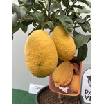 Eetbare tuin-edible garden Citrus medica  - Sukade - Cedrat