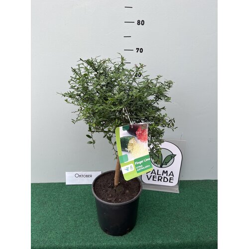 Eetbare tuin-edible garden Citrus australasica - Vingerlimoen - Limoenkaviaar