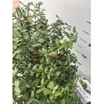 Eetbare tuin-edible garden Citrus australasica - Citron caviar