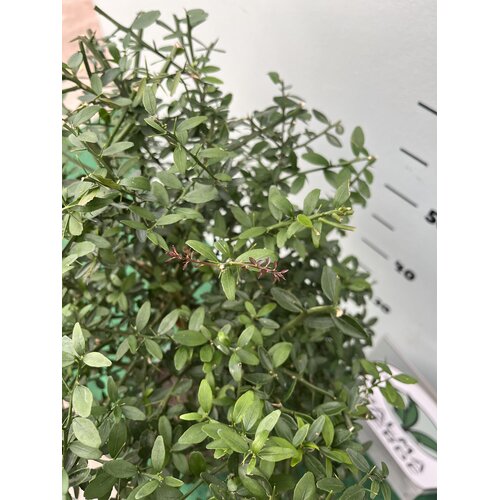 Eetbare tuin-edible garden Citrus australasica - Vingerlimoen - Limoenkaviaar