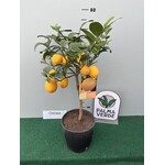 Eetbare tuin-edible garden Citrus limonum "Meyer" -  Citron Meyer