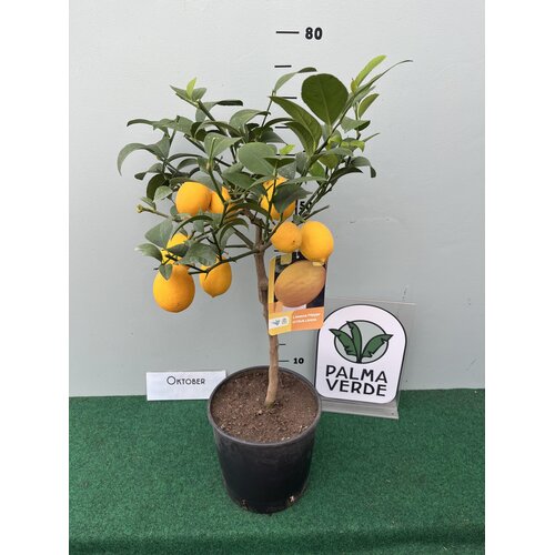 Eetbare tuin-edible garden Citrus limonum "Meyer" -  Citron Meyer