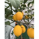 Eetbare tuin-edible garden Citrus limonum "Meyer" -  Citron Meyer