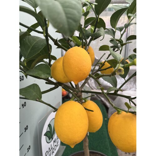 Eetbare tuin-edible garden Citrus limonum "Meyer" -  Citron Meyer
