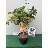 Eetbare tuin-edible garden Citrus limonum - Citrus limon - Lemon