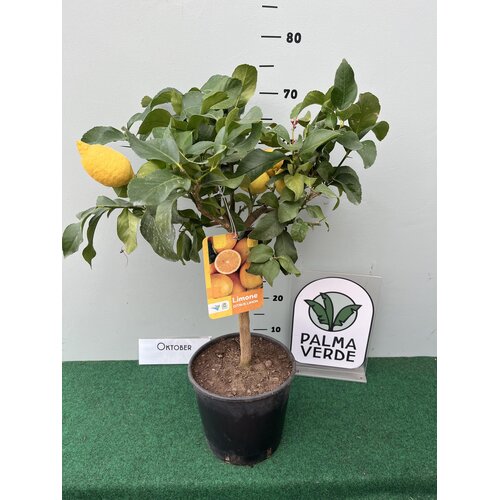 Eetbare tuin-edible garden Citrus limonum -  Citronnier - Citron