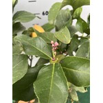 Eetbare tuin-edible garden Citrus limonum -  Citronnier - Citron