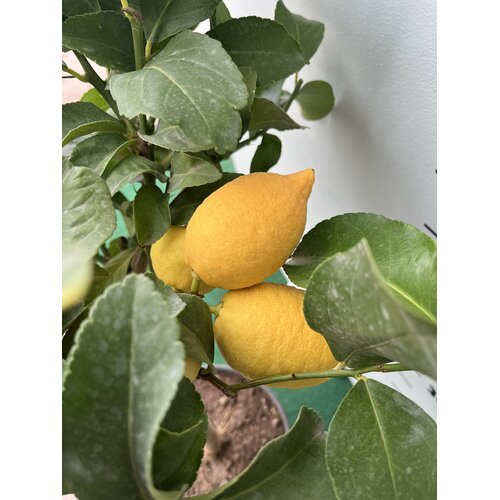 Eetbare tuin-edible garden Citrus limonum -  Citronnier - Citron