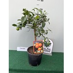 Eetbare tuin-edible garden Citrus limetta rossa di Rangpur - Oranje limoen
