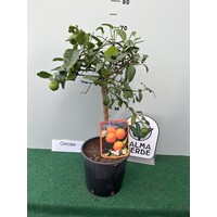 Eetbare tuin-edible garden Citrus limetta rossa di Rangpur - Oranje limoen